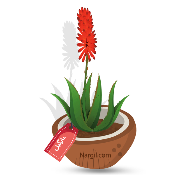 Nargil_Aloe Variegata